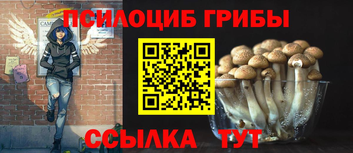 Псилоцибиновые грибы Psilocybe Добрянка